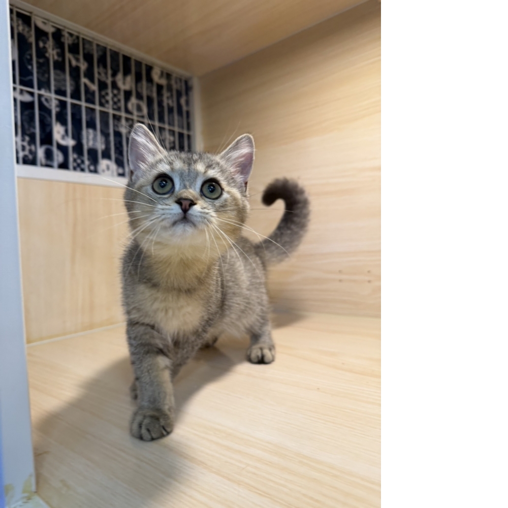 黑金漸層弟弟