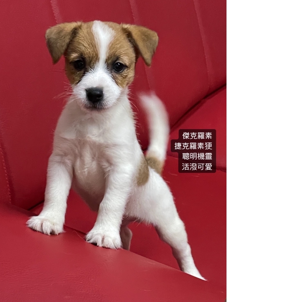 傑克羅素 <BR> 傑克羅素㹴幼犬