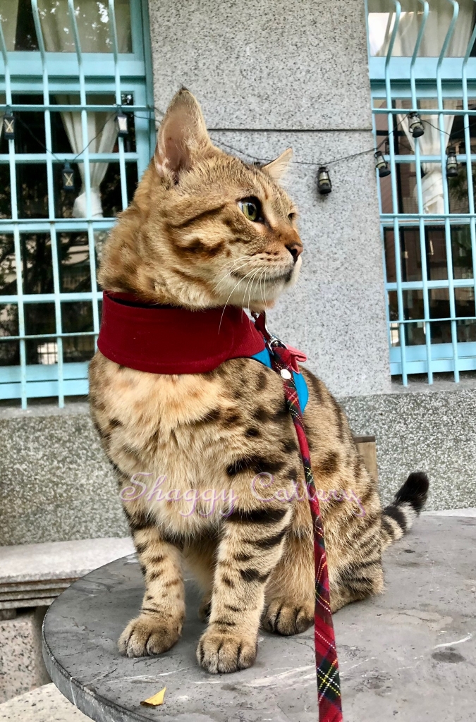 樂樂
