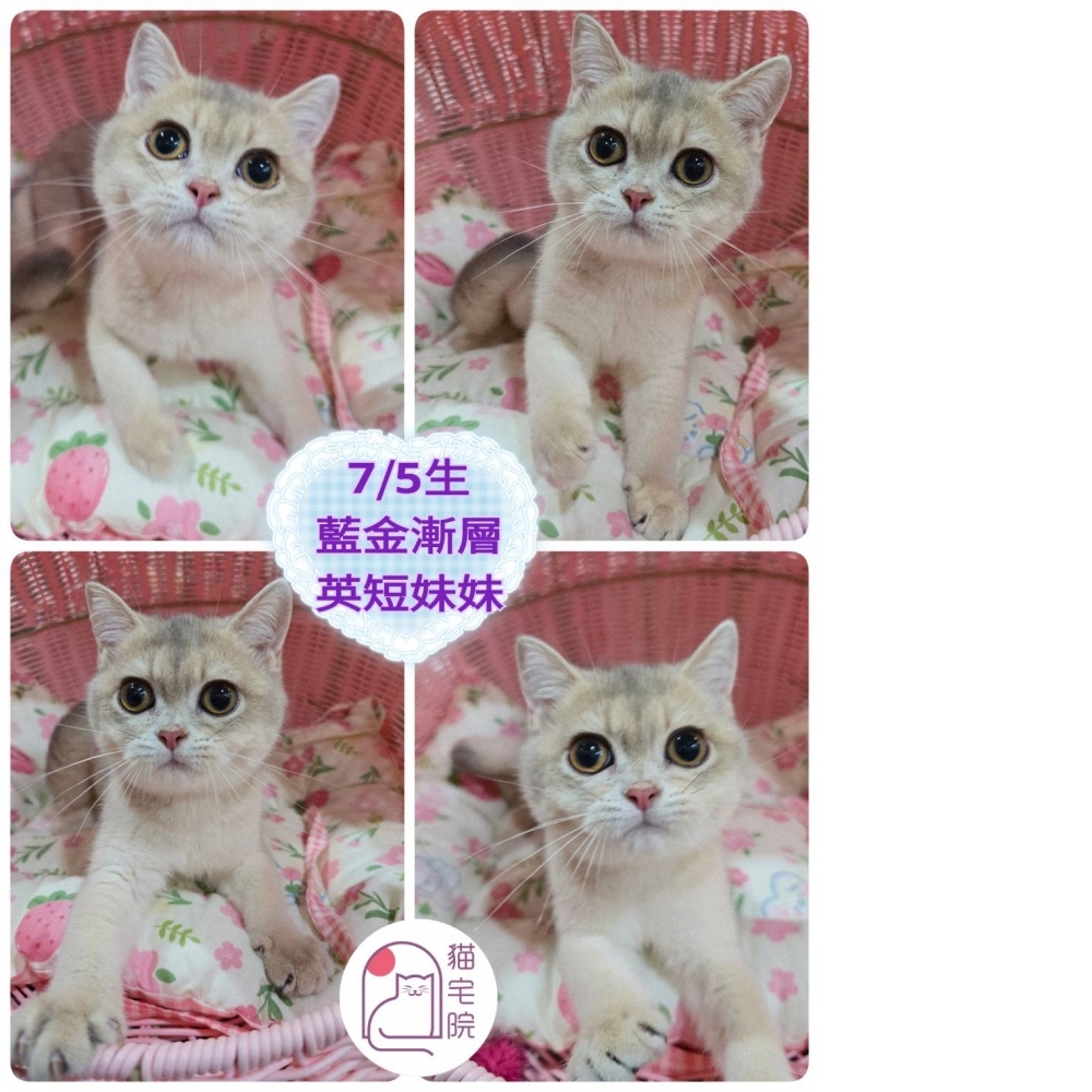 7/5藍金漸層英短妹