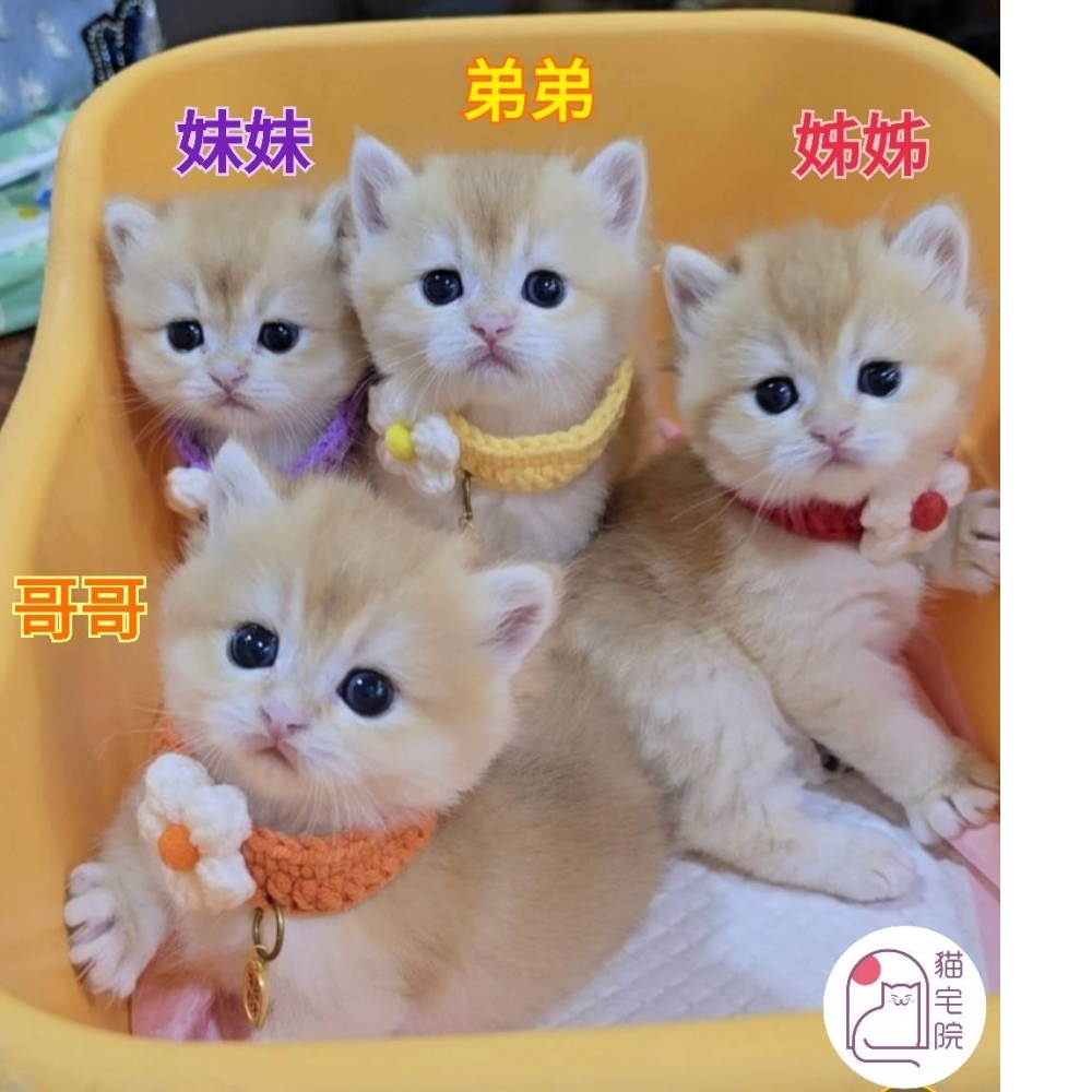 12/2日生~金漸層