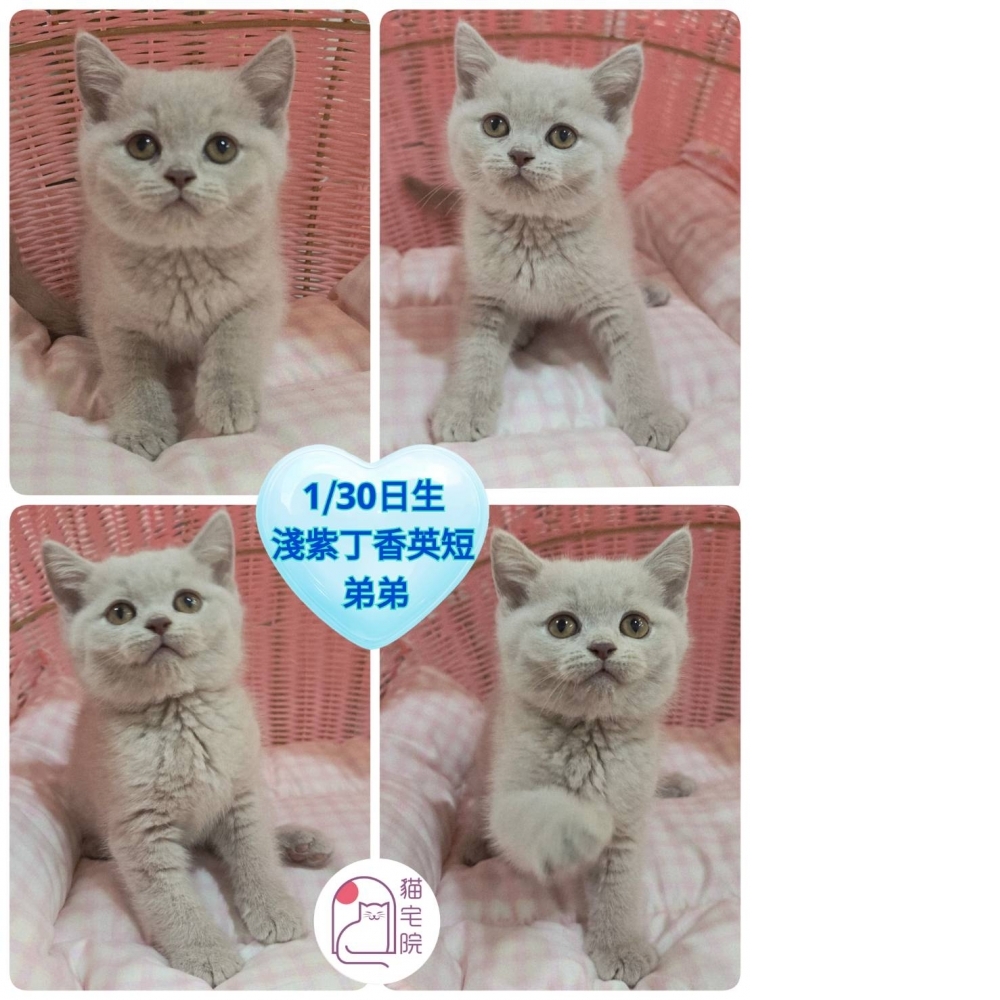 1/30日生~淺紫丁