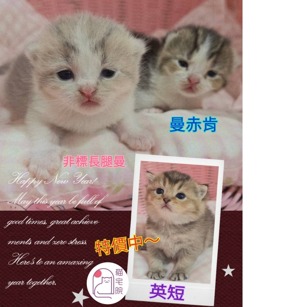 4/28 & 5/5日生～特價中！英短，曼赤肯短腿，曼赤肯長腿妹妹們
