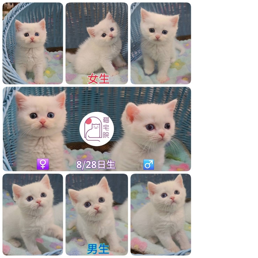 8/28非標準曼赤肯異色瞳兄妹(長腿)