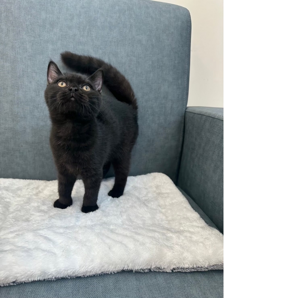 黑豹英短弟弟(已有家)