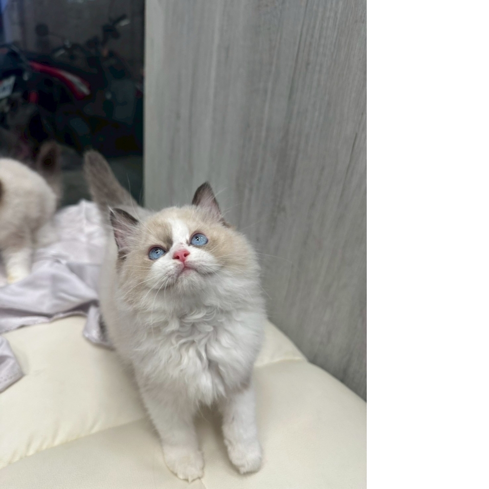 仙氣海雙布偶妹妹