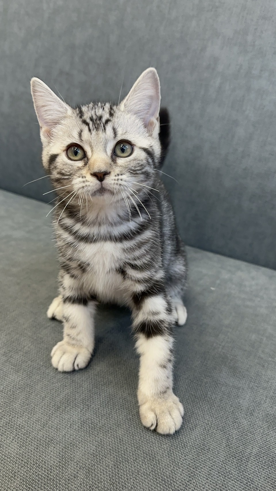 銀白螺旋美短(已有家)