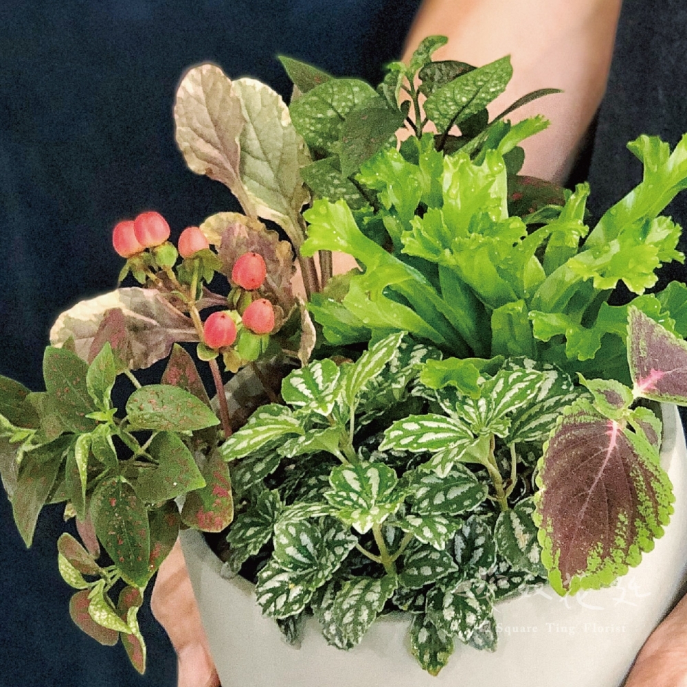 植栽組盆