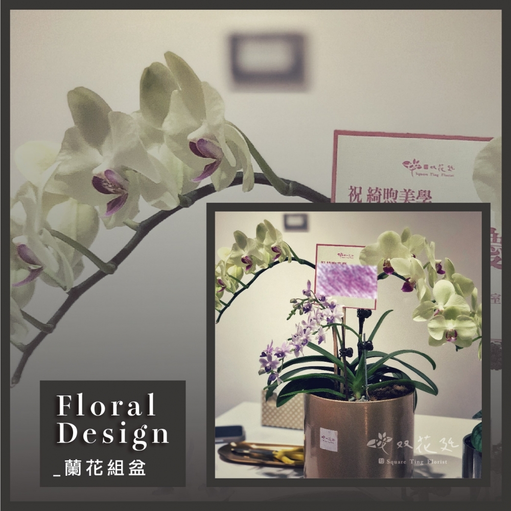 雙珠多頭盆器蘭花