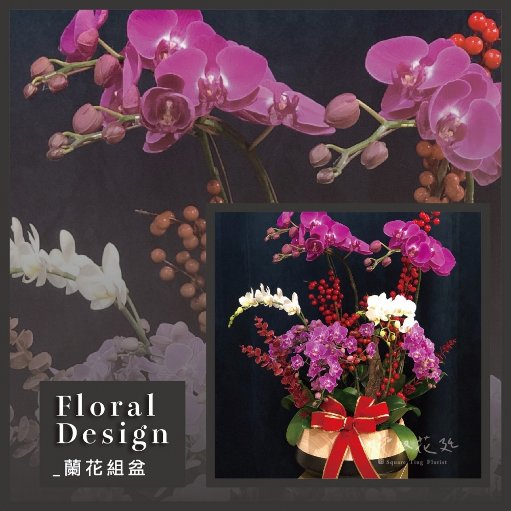 多株多色大蝴蝶蘭