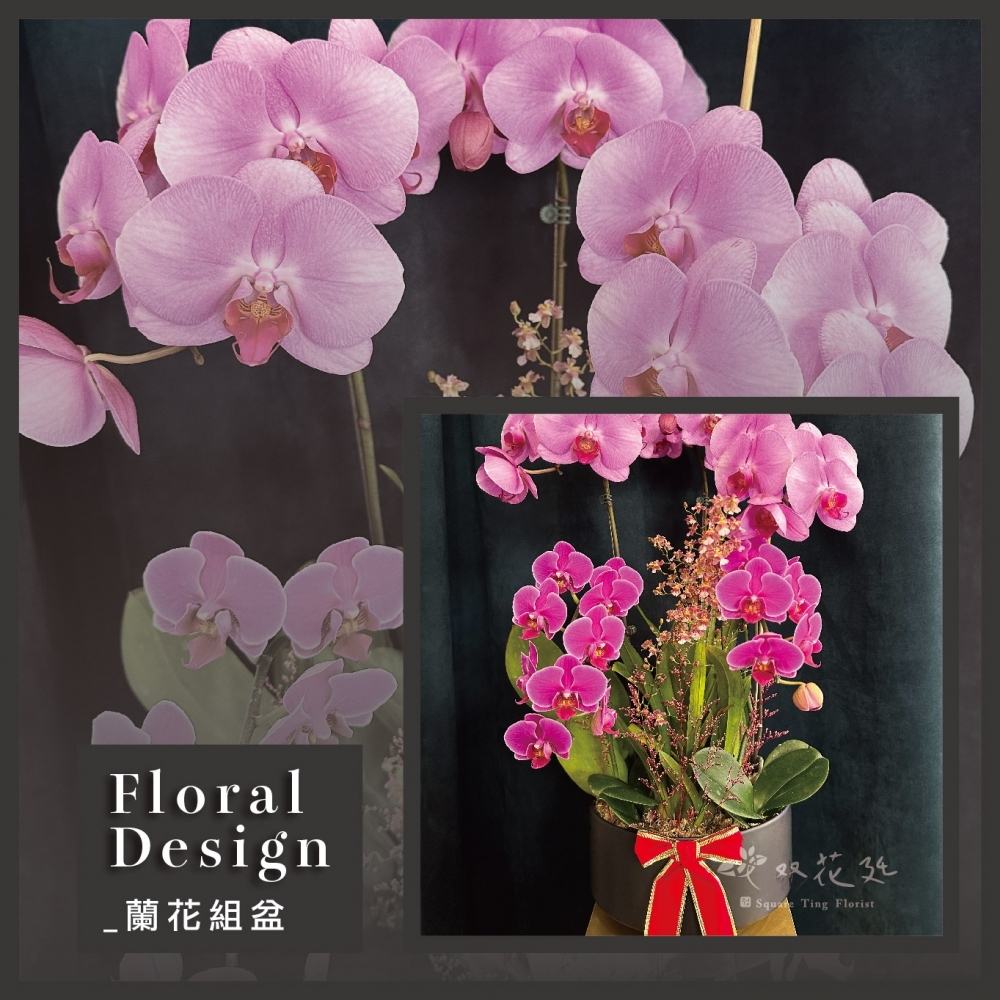多株多色蘭花混盆