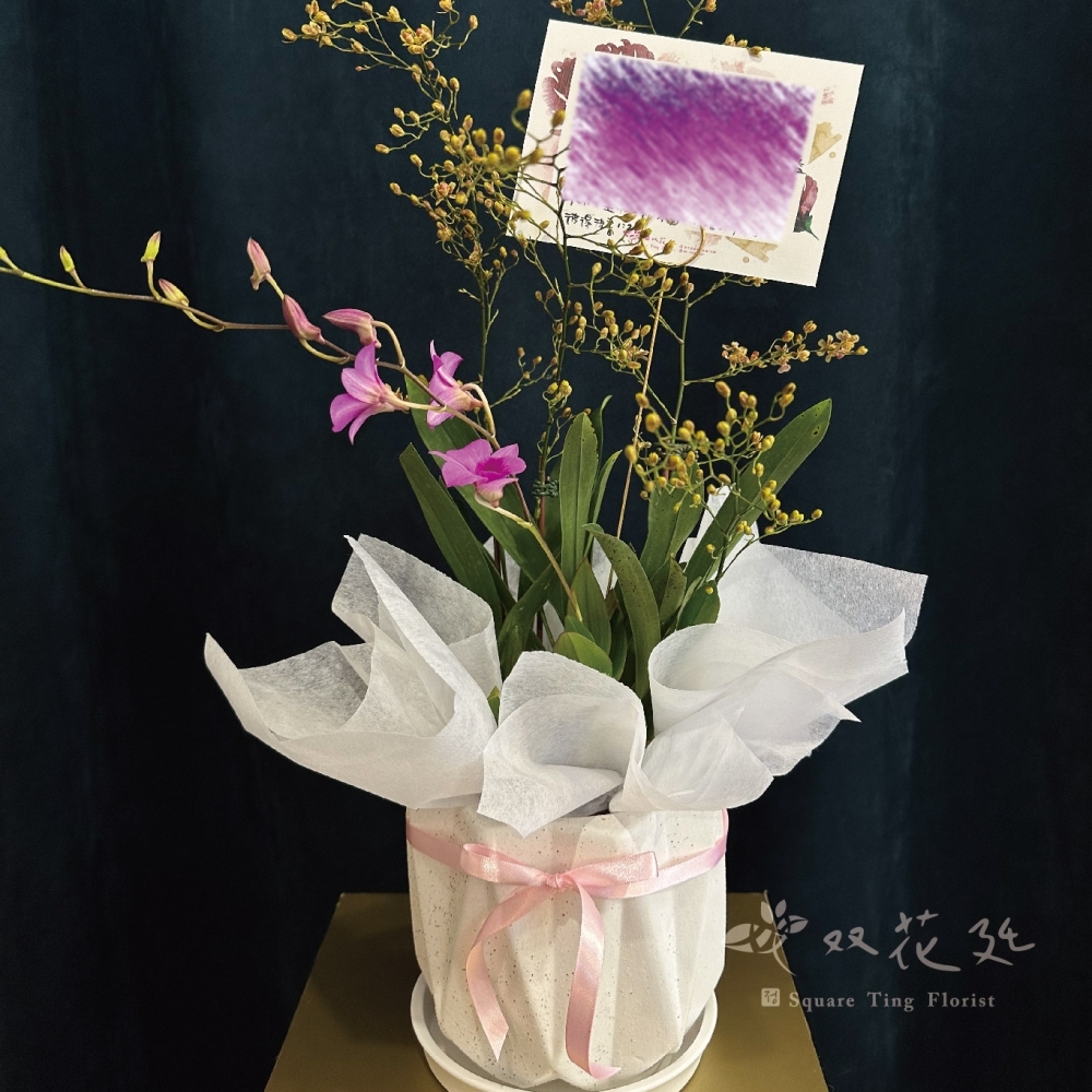 雙株雙種蘭花組盆