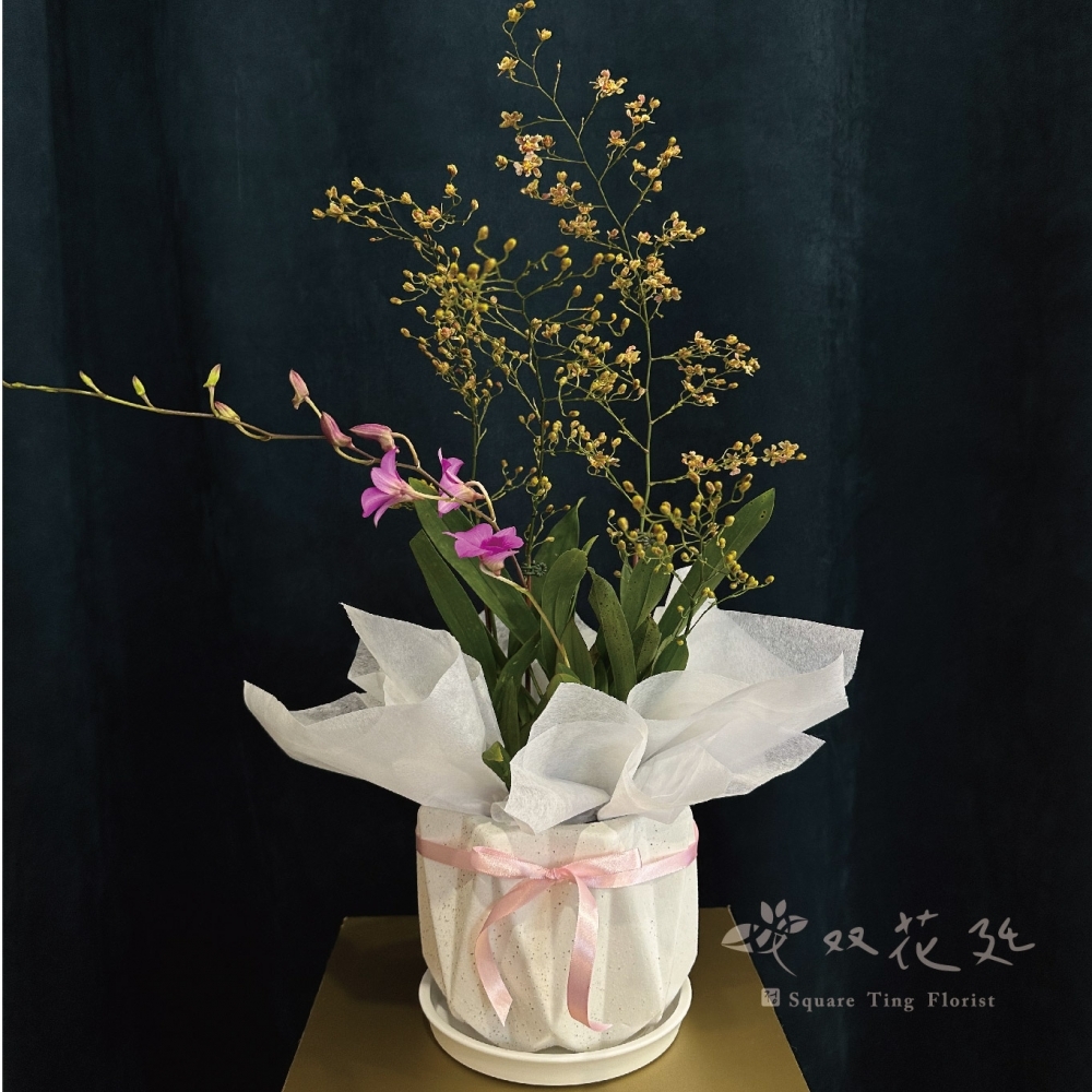 雙株雙種蘭花組盆