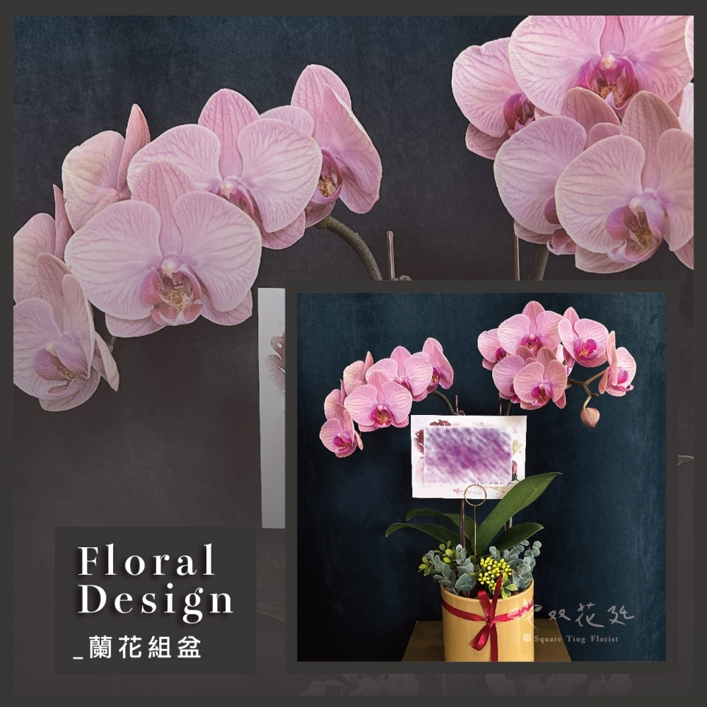 單株雙頭盆器蘭花
