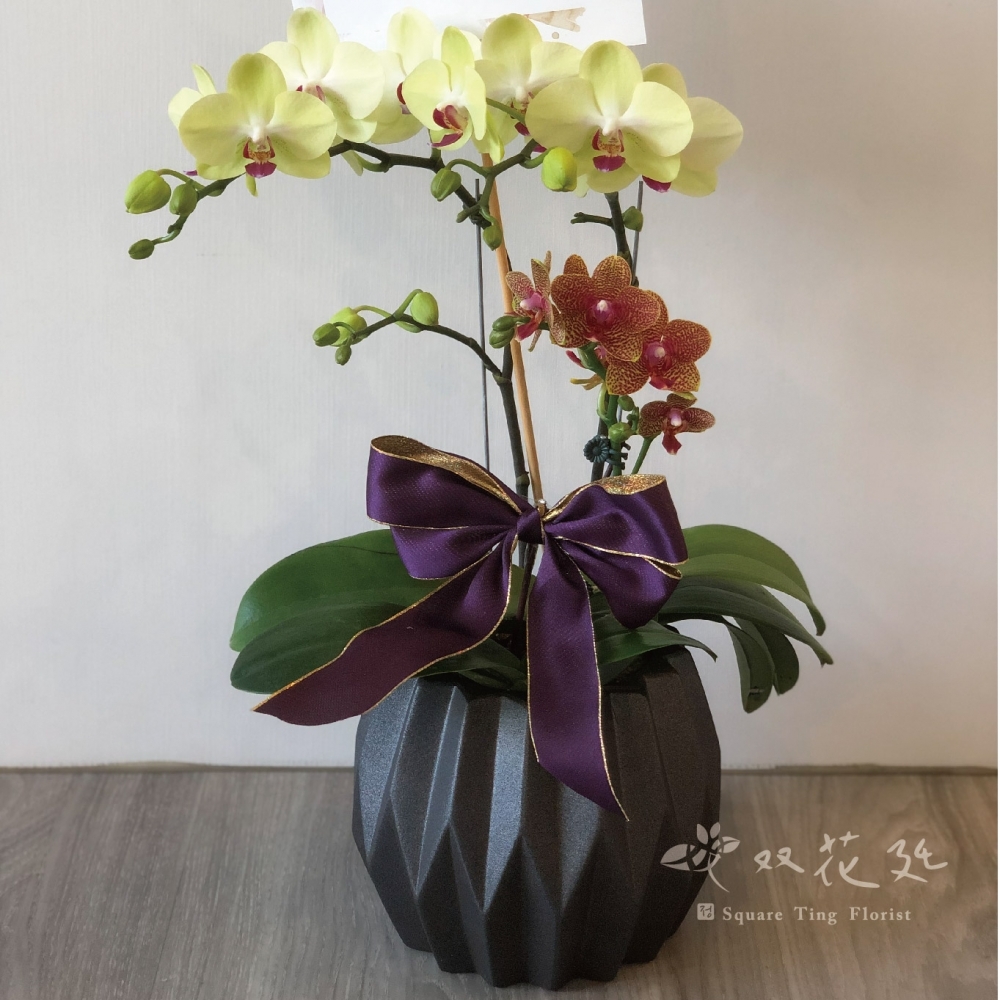 雙珠多頭盆器蘭花