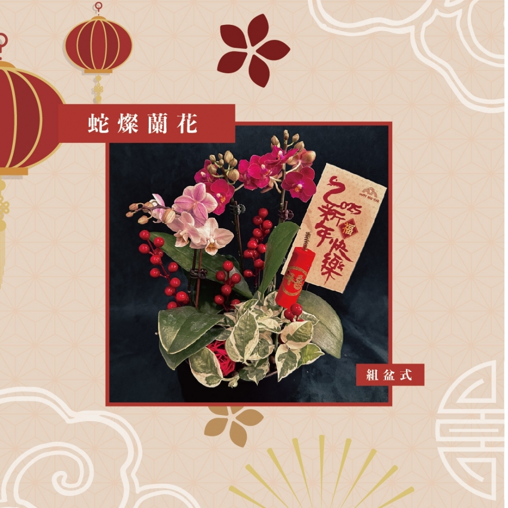 蛇燦蘭花(售完)