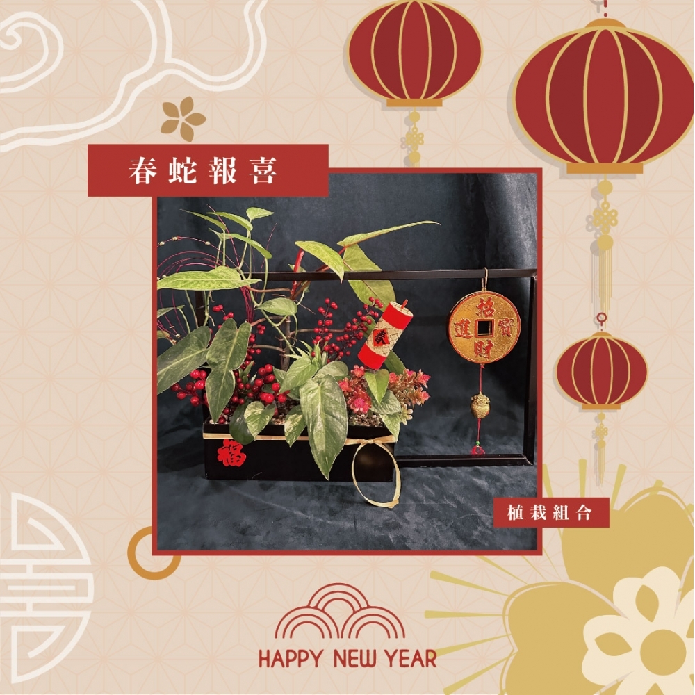 春蛇報喜(植栽組盆)