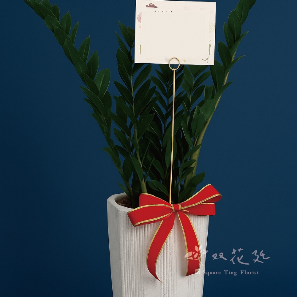 送禮金錢樹