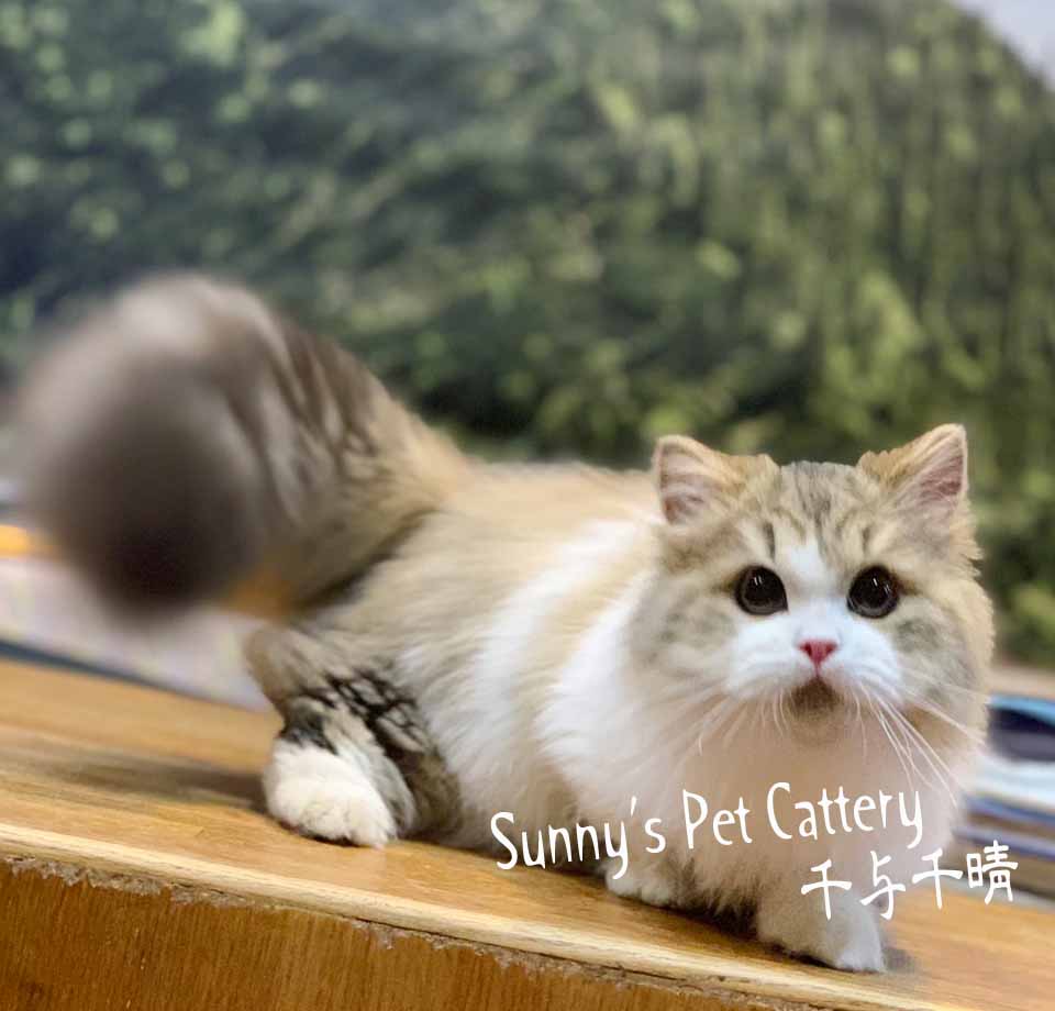 小步舞曲短腿貓 Ishan