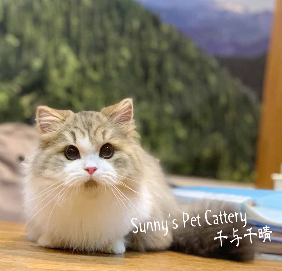 小步舞曲短腿貓 Ishan