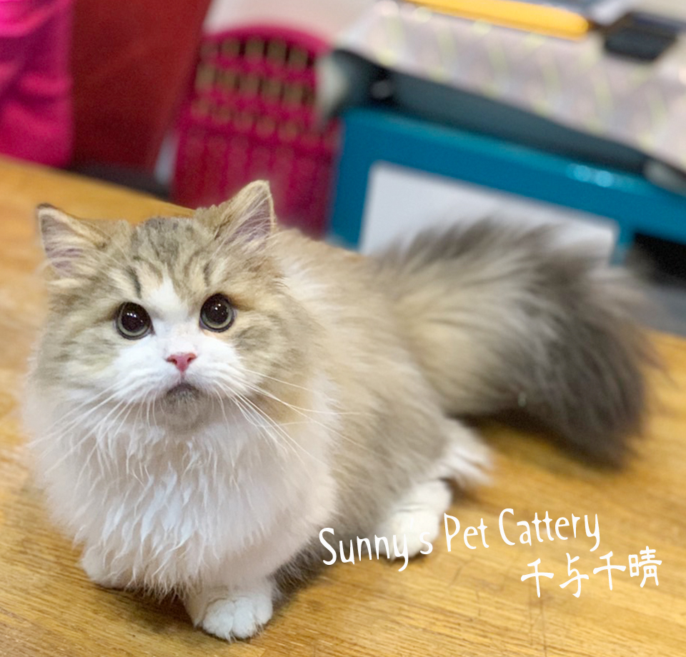 小步舞曲短腿貓 Ishan