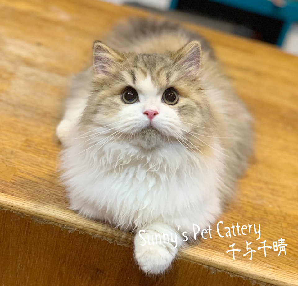 小步舞曲短腿貓 Ishan