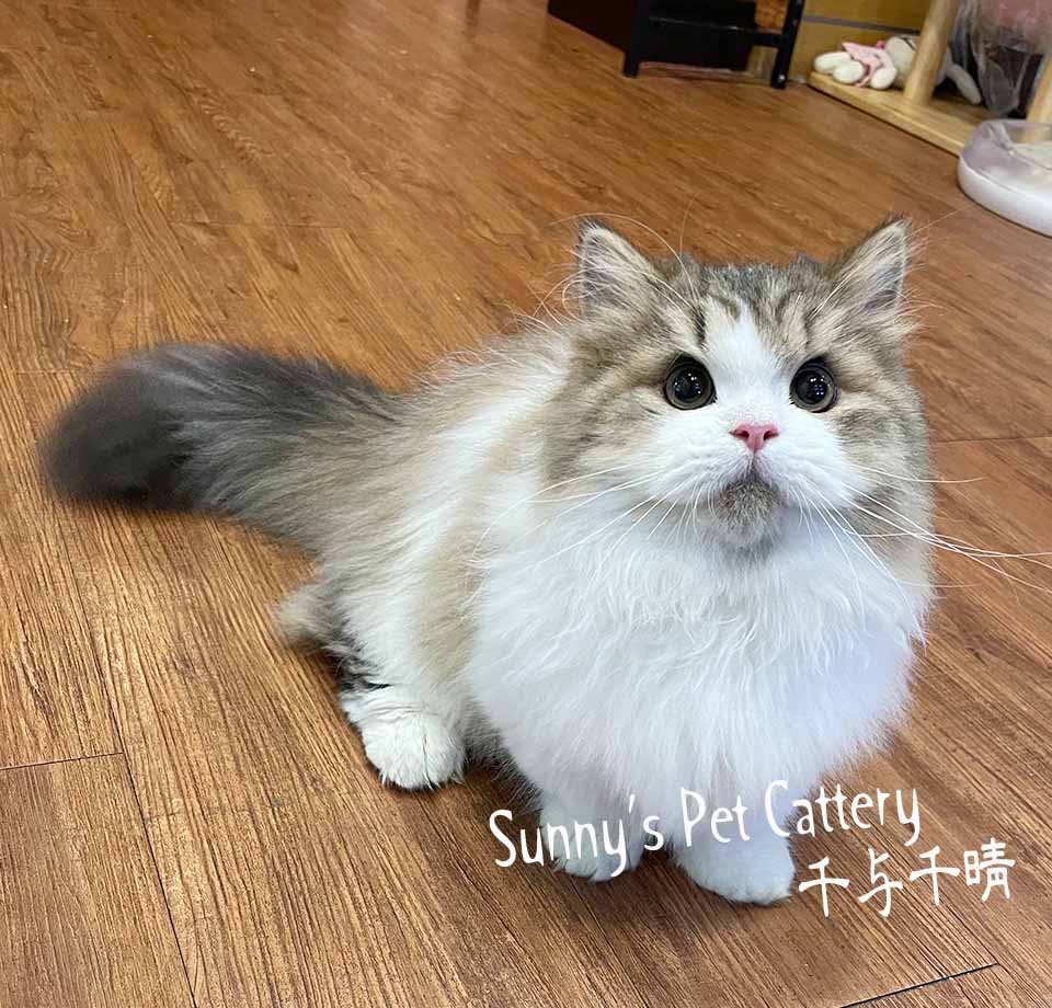 小步舞曲短腿貓 Ishan