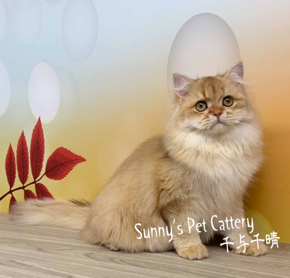 英國長毛貓 Star