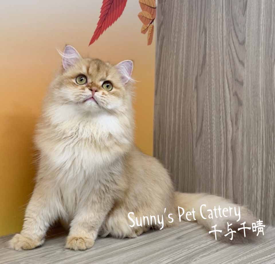 英國長毛貓 Star