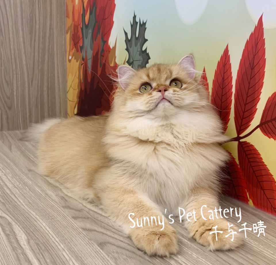 英國長毛貓 Star
