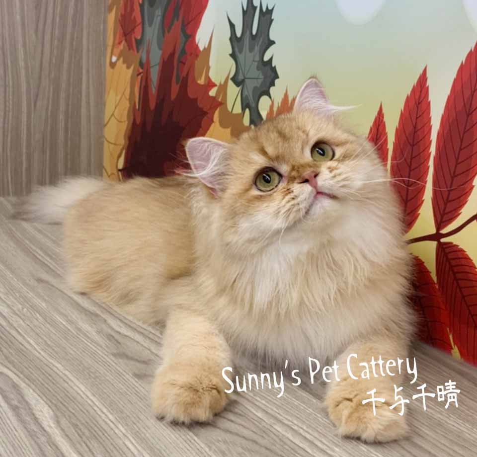 英國長毛貓 Star