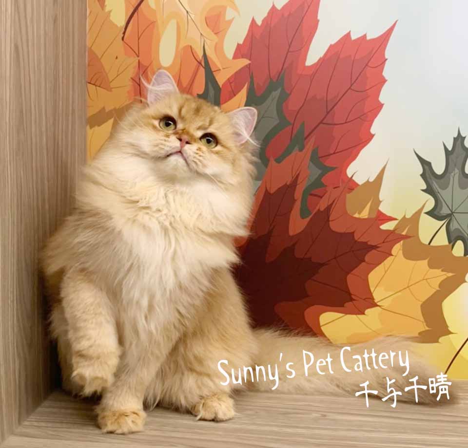 英國長毛貓 Star