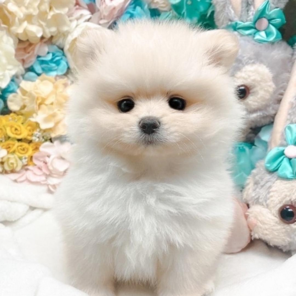 小巧可愛博美寶寶