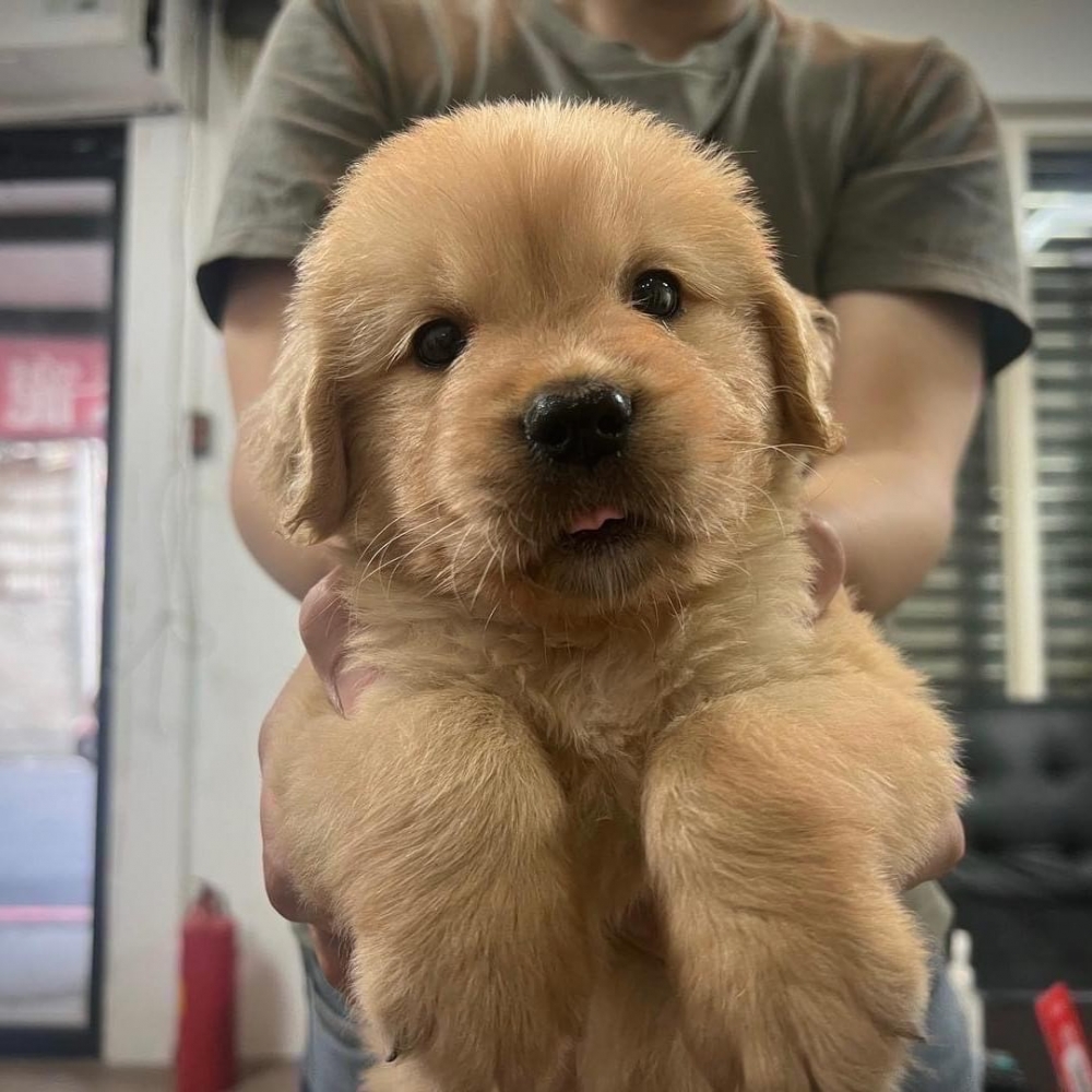 友善穩定黃金獵犬