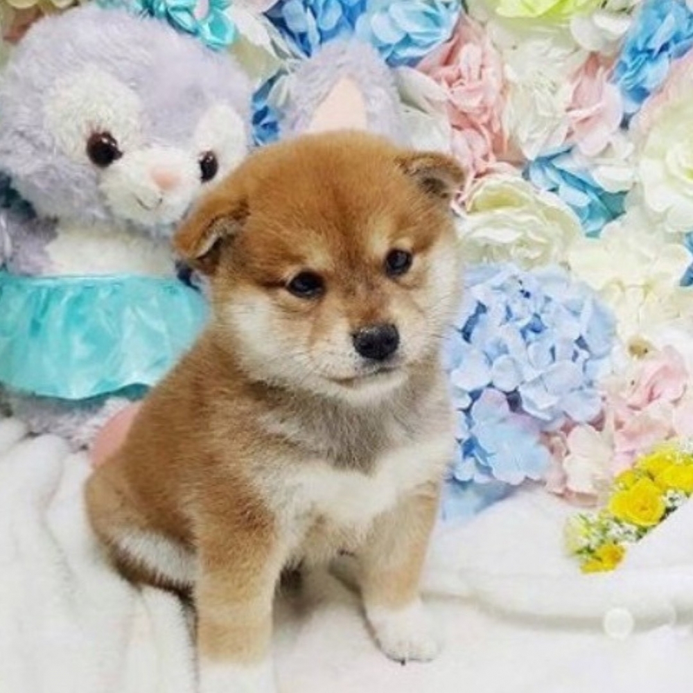 忠誠友善柴犬寶寶