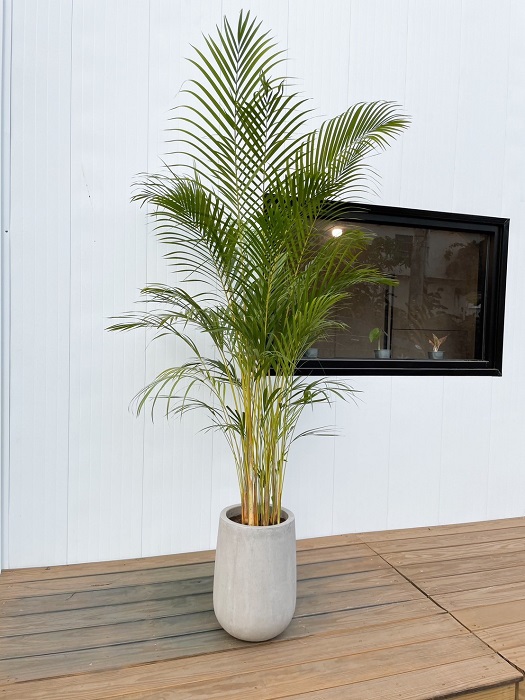 黃椰子｜高水滴