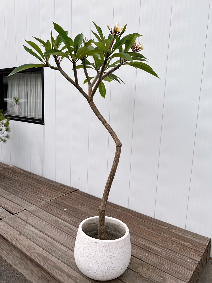 雞蛋花