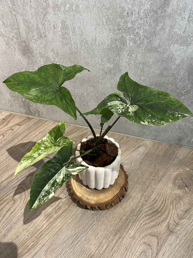 斑葉合果芋/盆器隨機出貨