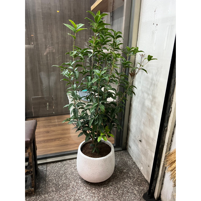 桂花
