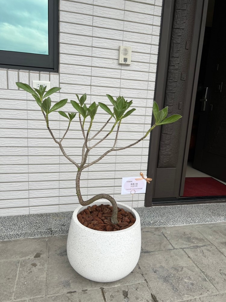 白水木