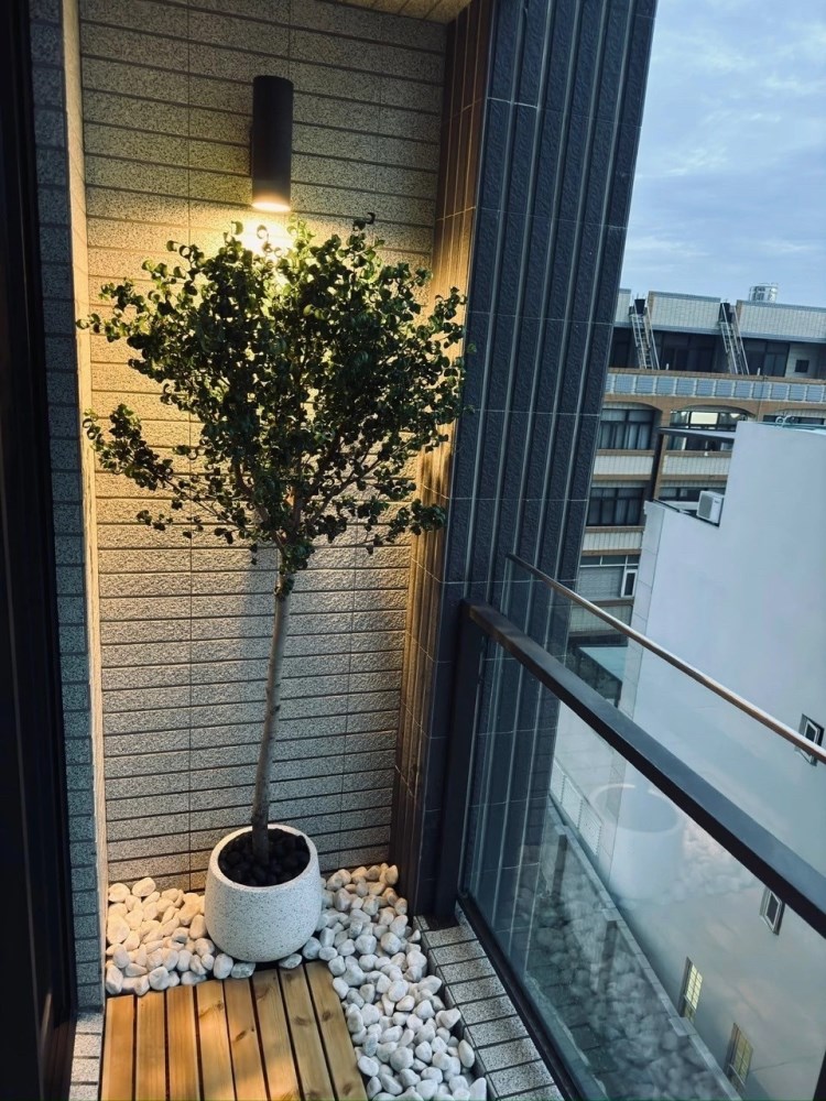 捲葉榕