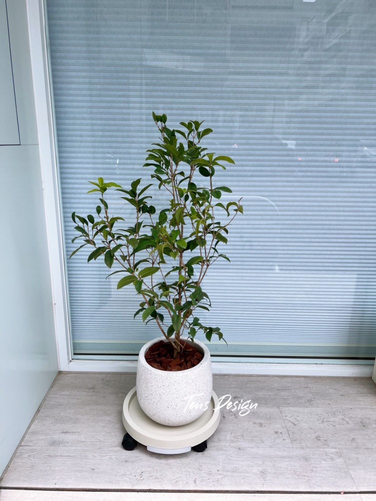 桂花
