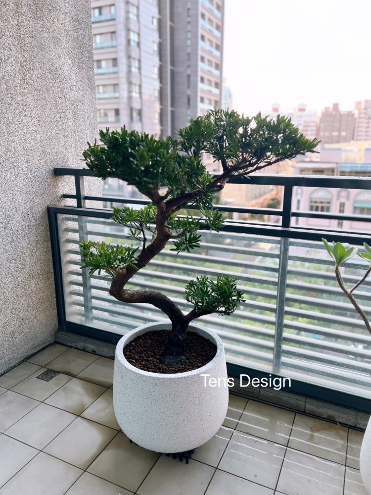 中型造型羅漢松｜專人