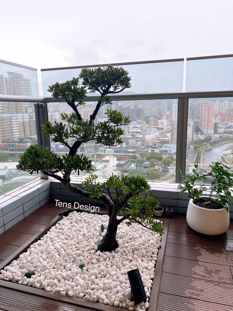 中型造型羅漢松|專人到府移植