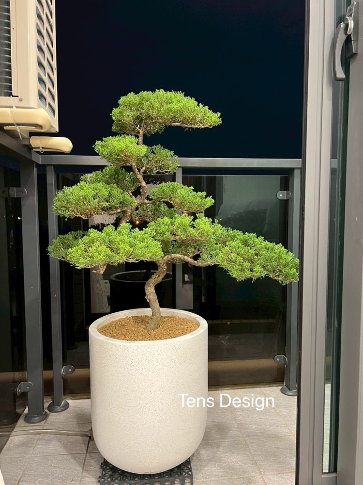 造型真柏｜高水滴