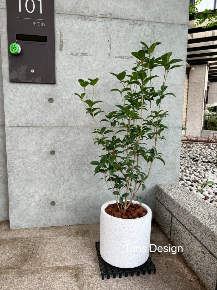 桂花