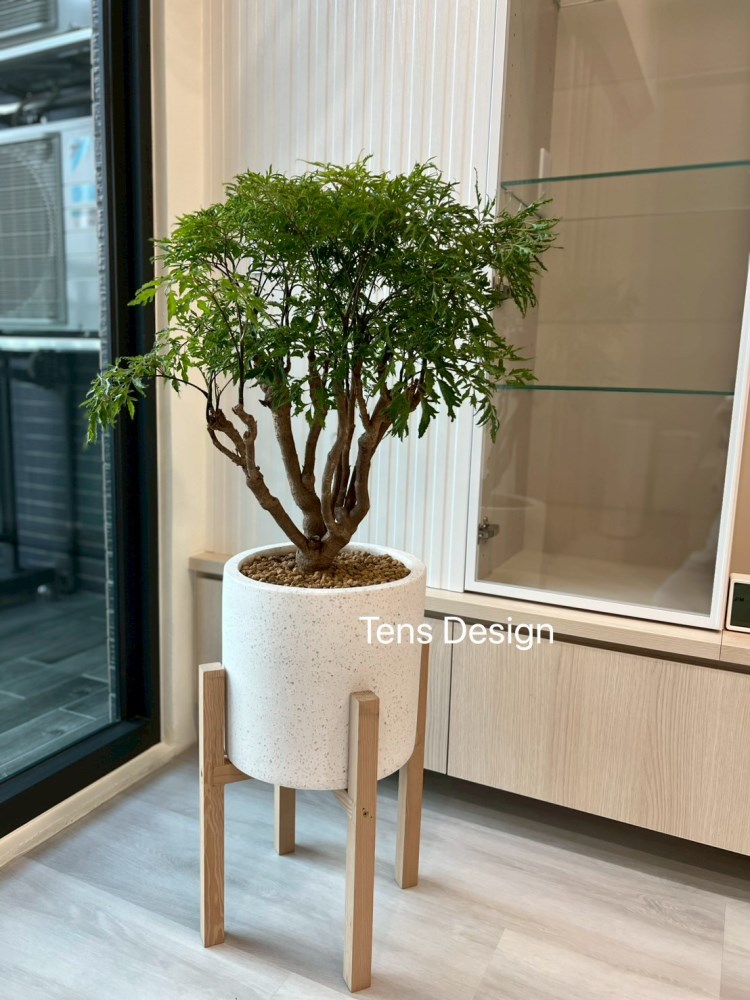 羽葉福祿桐