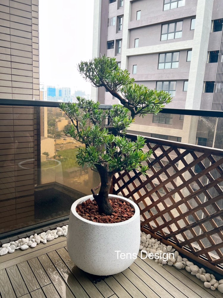 中型造型羅漢松|專人到府移植