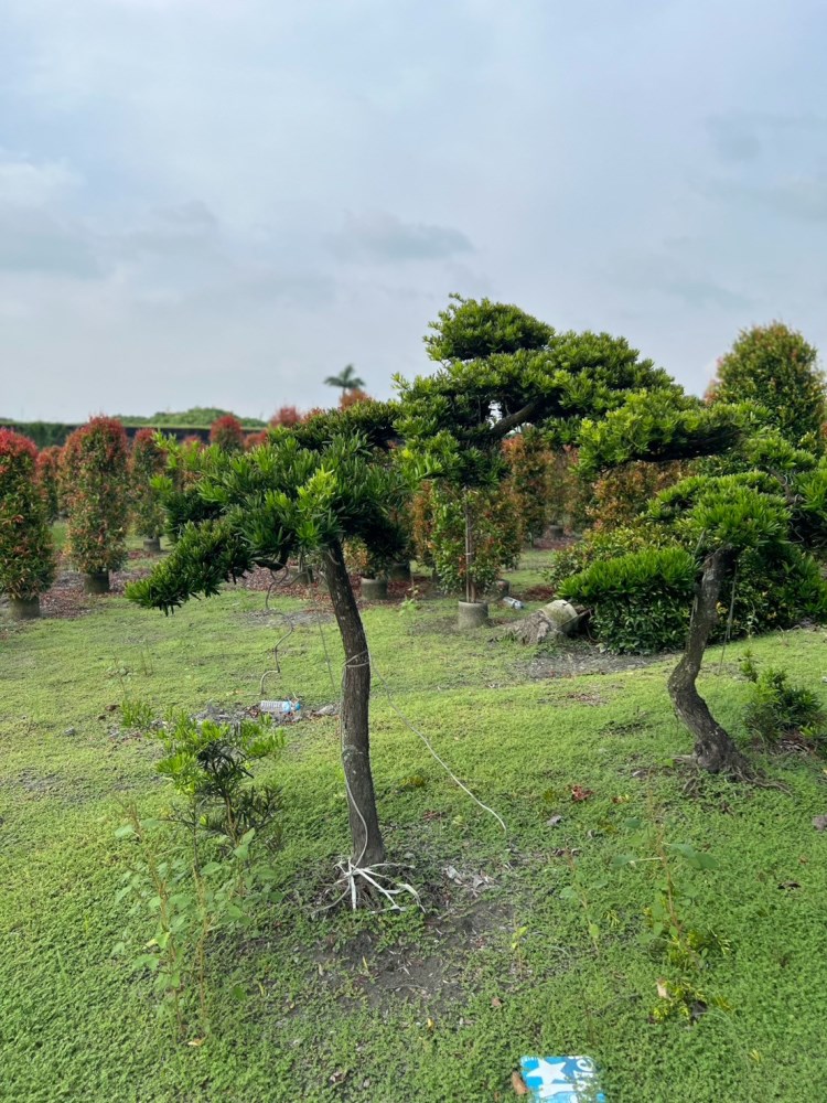 造型羅漢松