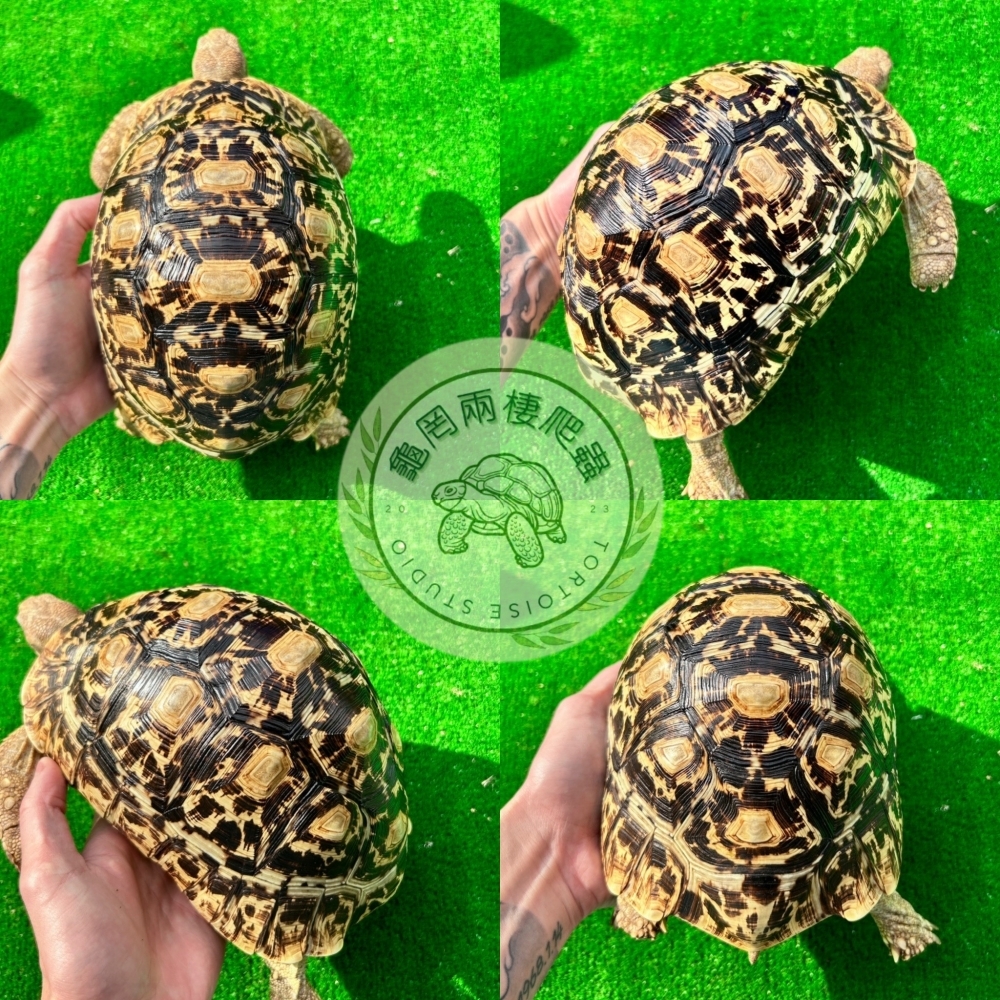 豹紋陸龜
